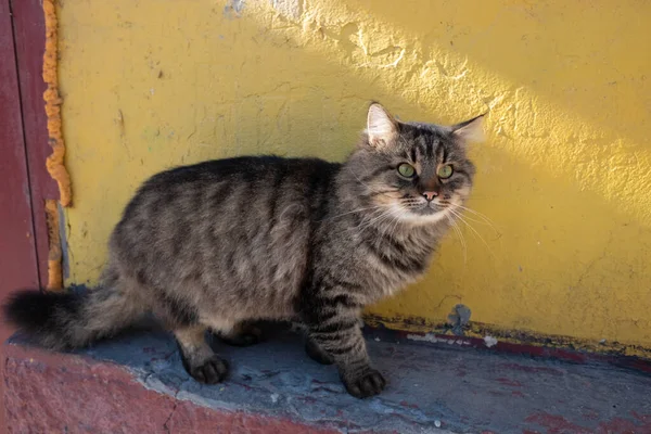 院子里的猫街上无家可归的猫 邪恶的脸愤怒的猫 — 图库照片