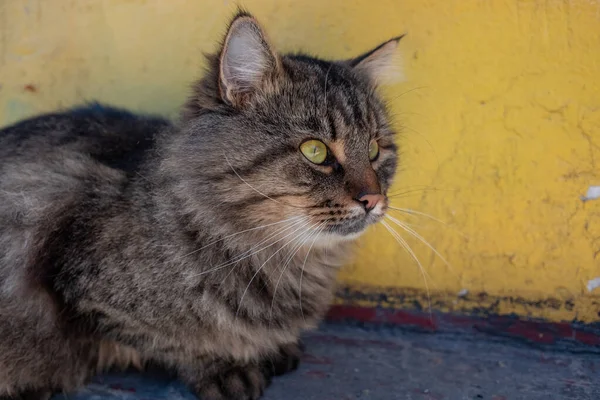 Chat Jardin Chat Sans Abri Dans Rue Face Maléfique Chat — Photo