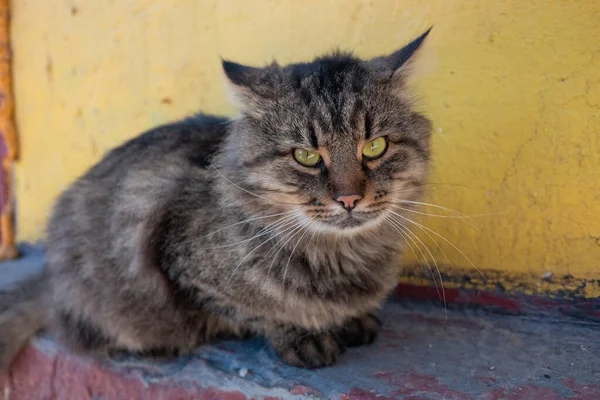 고양이 길거리의 집없는 고양이 고양이 — 스톡 사진
