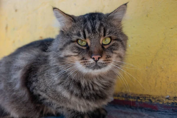 Hofkatze Obdachlose Katze Auf Der Straße Böses Gesicht Wütende Katze — Stockfoto