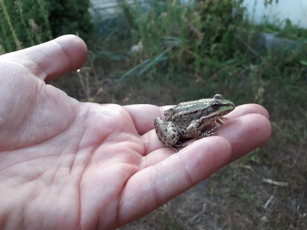 小さな緑のカエル カエルを手に — ストック写真