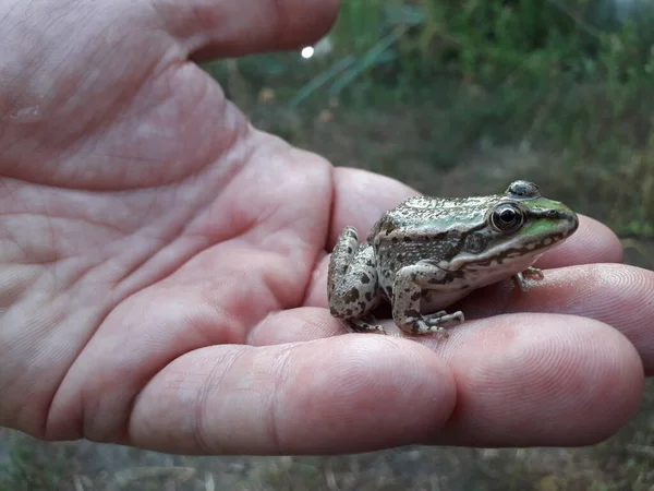 小さな緑のカエル カエルを手に — ストック写真