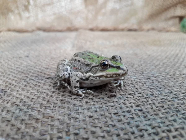 Little Green Frog Frog Hand — Stock Photo, Image
