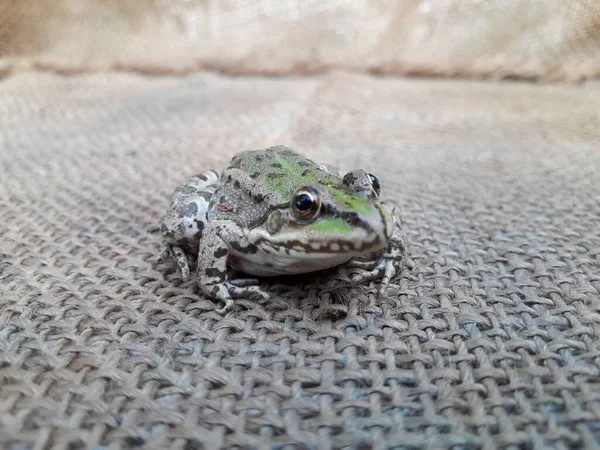 Una Rana Verde Rana Mano — Foto de Stock