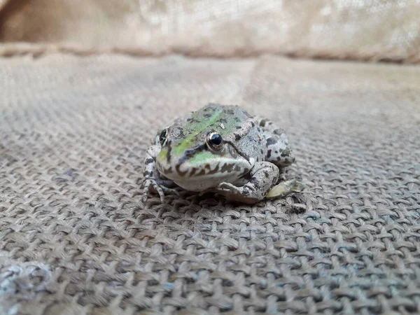 小さな緑のカエル カエルを手に — ストック写真