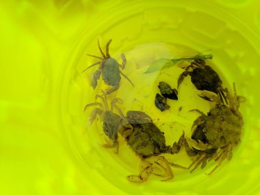 Ellerinde küçük bir yengeç. Yengeç pençesi. Eklembacaklılar. Yengeç ısırığı.