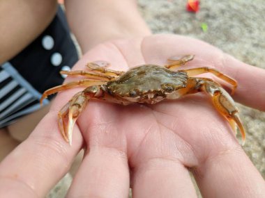 Ellerinde küçük bir yengeç. Yengeç pençesi. Eklembacaklılar. Yengeç ısırığı.