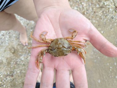 Ellerinde küçük bir yengeç. Yengeç pençesi. Eklembacaklılar. Yengeç ısırığı.
