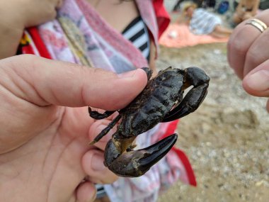 Ellerinde küçük bir yengeç. Yengeç pençesi. Eklembacaklılar. Yengeç ısırığı.