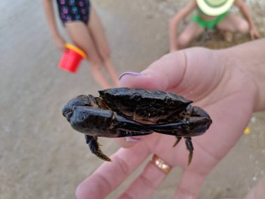 Ellerinde küçük bir yengeç. Yengeç pençesi. Eklembacaklılar. Yengeç ısırığı.