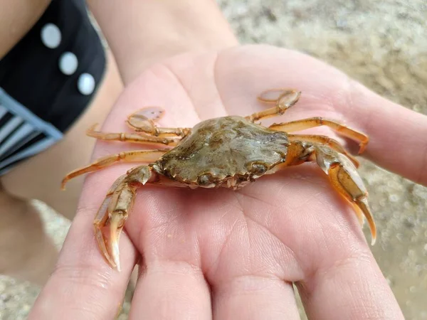 Small Crab Hands Crab Claws Arthropods Crab Bite — Stock Photo, Image