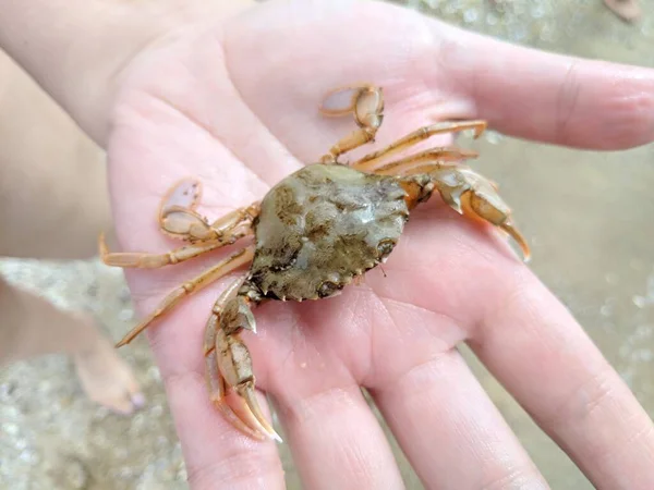 Liten Krabba Händerna Krabbklor Leddjur Krabbbett — Stockfoto