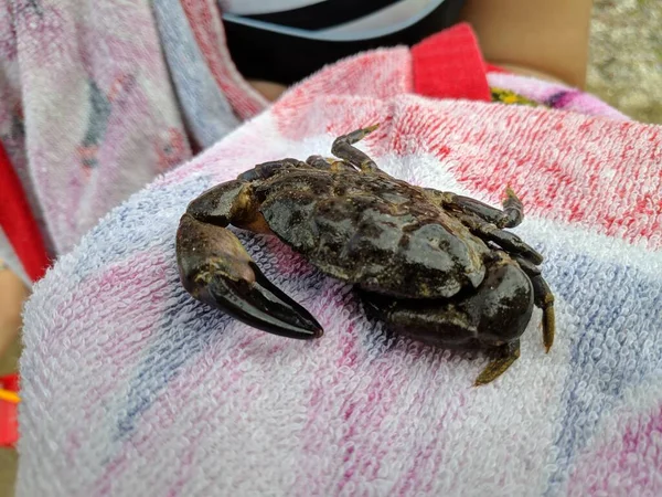 Mały Krab Dłoniach Pazury Krabowe Stawonogi Ukąszenie Kraba — Zdjęcie stockowe