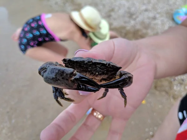 Mały Krab Dłoniach Pazury Krabowe Stawonogi Ukąszenie Kraba — Zdjęcie stockowe