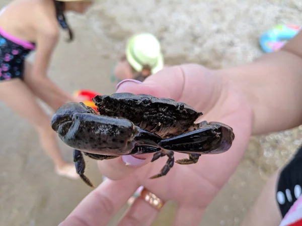 小螃蟹在手里 螃蟹爪节肢动物 螃蟹咬 — 图库照片