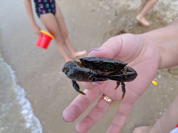 Small Crab Hands Crab Claws Arthropods Crab Bite — Stock Photo, Image