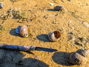 Güzel küçük salyangozlar. Siyah salyangoz, küçük salyangoz, yeşil çimlerde salyangoz. Güzel sarmal salyangoz kabukları, biri arka planda, biri ön tarafta bulanık..