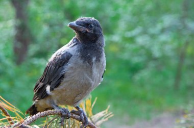 Ağaçtaki karga. Elde karga. Karga hatun. İnsanlar ellerinde 40 'lık bir çığlık tutuyorlar.
