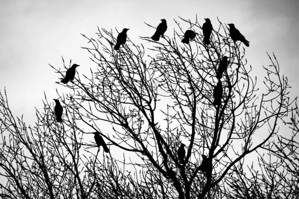 在树上啼叫 乌鸦手牵手 乌鸦小鸡 人们手里拿着一个呼号 四十岁 — 图库照片