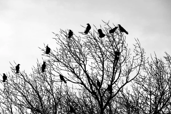 Krähe Auf Dem Baum Krähe Der Hand Krähenküken Menschen Halten — Stockfoto