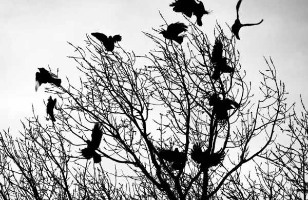 在树上啼叫 乌鸦手牵手 乌鸦小鸡 人们手里拿着一个呼号 四十岁 — 图库照片