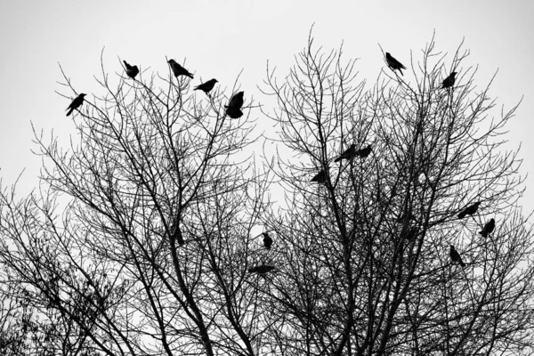 Vrána Stromě Vrána Ruce Vrána Lidé Drží Svých Rukou Křik — Stock fotografie