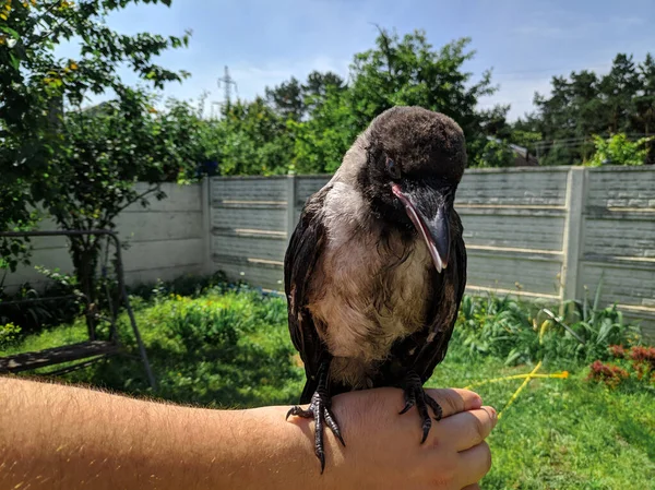 Corvo Árvore Corvo Mão Rapariga Corvo Pessoas Estão Segurando Suas — Fotografia de Stock