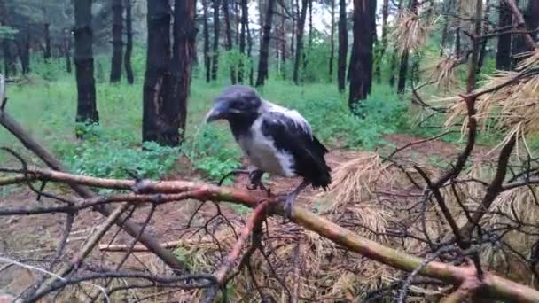 Ağaçtaki Karga Elde Karga Karga Hatun Nsanlar Ellerinde Lık Bir — Stok video