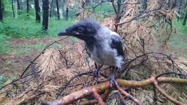 Krähe Auf Dem Baum Krähe Der Hand Krähenküken Menschen Halten — Stockvideo