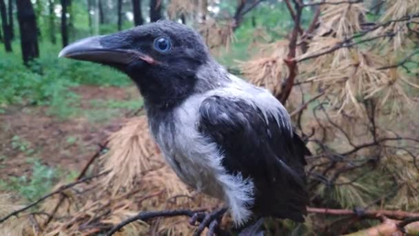 Corbeau Sur Arbre Corbeau Main Petite Corneille Les Gens Tiennent — Video