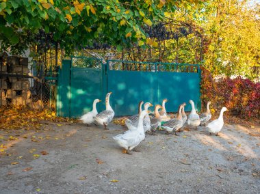 Beyaz ve gri kazlar. Kır yolunda yürüyen gri ve beyaz yerli kazlar. Bir kaz sürüsü. Beyaz ve gri evcil kazlar otlamak için kalabalığa karışıyor. Küçük ev kaz çiftliği.