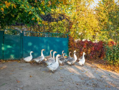 Beyaz ve gri kazlar. Kır yolunda yürüyen gri ve beyaz yerli kazlar. Bir kaz sürüsü. Beyaz ve gri evcil kazlar otlamak için kalabalığa karışıyor. Küçük ev kaz çiftliği.