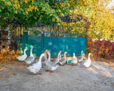 Beyaz ve gri kazlar. Kır yolunda yürüyen gri ve beyaz yerli kazlar. Bir kaz sürüsü. Beyaz ve gri evcil kazlar otlamak için kalabalığa karışıyor. Küçük ev kaz çiftliği.