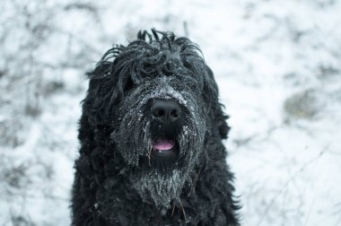 Siyah Teriyer. Rus siyah teriyeri. Büyük köpek. Siyah tüylü köpek. Büyük köpek burnu. Ağızlık ve köpek dişleri..