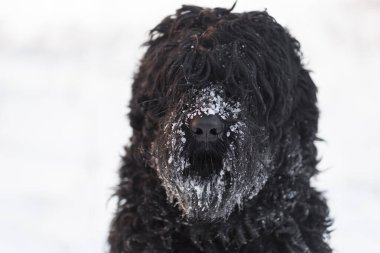 Siyah Teriyer. Rus siyah teriyeri. Büyük köpek. Siyah tüylü köpek. Büyük köpek burnu. Ağızlık ve köpek dişleri..