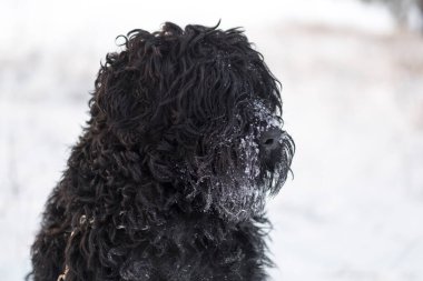 Siyah Teriyer. Rus siyah teriyeri. Büyük köpek. Siyah tüylü köpek. Büyük köpek burnu. Ağızlık ve köpek dişleri..