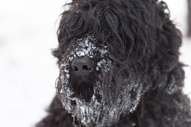 Siyah Teriyer. Rus siyah teriyeri. Büyük köpek. Siyah tüylü köpek. Büyük köpek burnu. Ağızlık ve köpek dişleri..