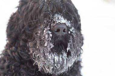 Siyah Teriyer. Rus siyah teriyeri. Büyük köpek. Siyah tüylü köpek. Büyük köpek burnu. Ağızlık ve köpek dişleri..