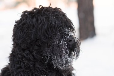 Siyah Teriyer. Rus siyah teriyeri. Büyük köpek. Siyah tüylü köpek. Büyük köpek burnu. Ağızlık ve köpek dişleri..