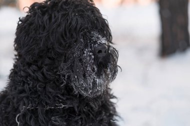 Siyah Teriyer. Rus siyah teriyeri. Büyük köpek. Siyah tüylü köpek. Büyük köpek burnu. Ağızlık ve köpek dişleri..