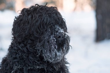 Siyah Teriyer. Rus siyah teriyeri. Büyük köpek. Siyah tüylü köpek. Büyük köpek burnu. Ağızlık ve köpek dişleri..
