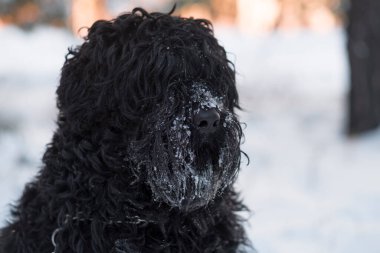 Siyah Teriyer. Rus siyah teriyeri. Büyük köpek. Siyah tüylü köpek. Büyük köpek burnu. Ağızlık ve köpek dişleri..