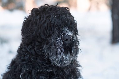 Siyah Teriyer. Rus siyah teriyeri. Büyük köpek. Siyah tüylü köpek. Büyük köpek burnu. Ağızlık ve köpek dişleri..