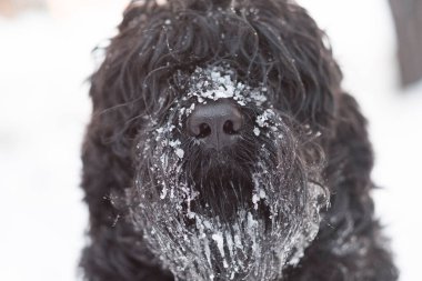 Siyah Teriyer. Rus siyah teriyeri. Büyük köpek. Siyah tüylü köpek. Büyük köpek burnu. Ağızlık ve köpek dişleri..