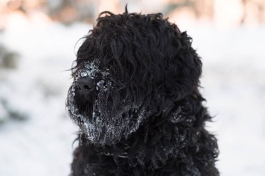 Siyah Teriyer. Rus siyah teriyeri. Büyük köpek. Siyah tüylü köpek. Büyük köpek burnu. Ağızlık ve köpek dişleri..