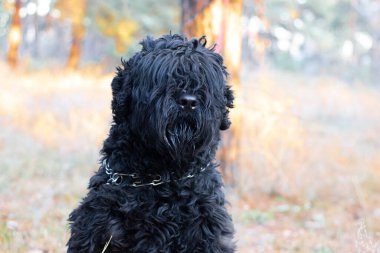 Siyah Teriyer. Rus siyah teriyeri. Büyük köpek. Siyah tüylü köpek. Büyük köpek burnu. Ağızlık ve köpek dişleri..
