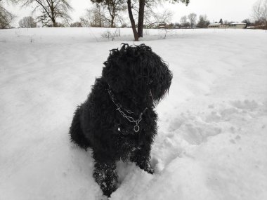 Siyah Teriyer. Rus siyah teriyeri. Büyük köpek. Siyah tüylü köpek. Büyük köpek burnu. Ağızlık ve köpek dişleri..