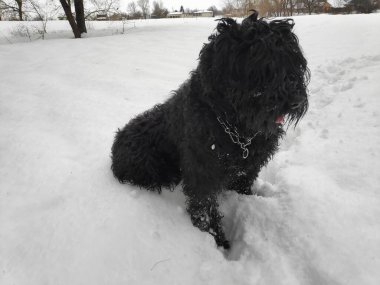 Siyah Teriyer. Rus siyah teriyeri. Büyük köpek. Siyah tüylü köpek. Büyük köpek burnu. Ağızlık ve köpek dişleri..