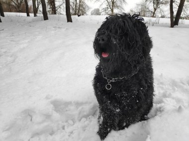 Siyah Teriyer. Rus siyah teriyeri. Büyük köpek. Siyah tüylü köpek. Büyük köpek burnu. Ağızlık ve köpek dişleri..