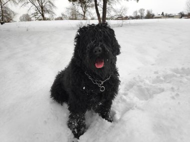 Siyah Teriyer. Rus siyah teriyeri. Büyük köpek. Siyah tüylü köpek. Büyük köpek burnu. Ağızlık ve köpek dişleri..